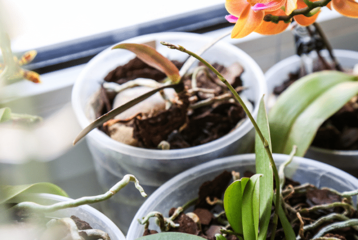 Comment Récupérer Orchidée Qui Semble Avoir Dépérit