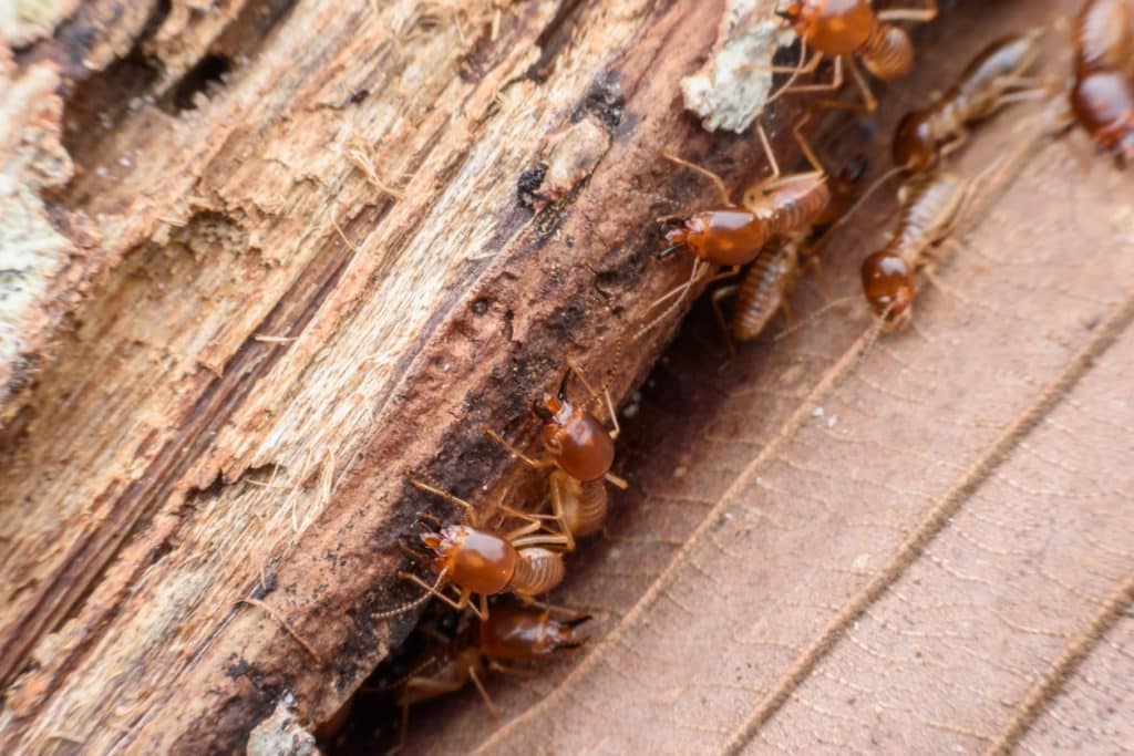 7 astuces pour vous débarrasser des termites à la maison — free download