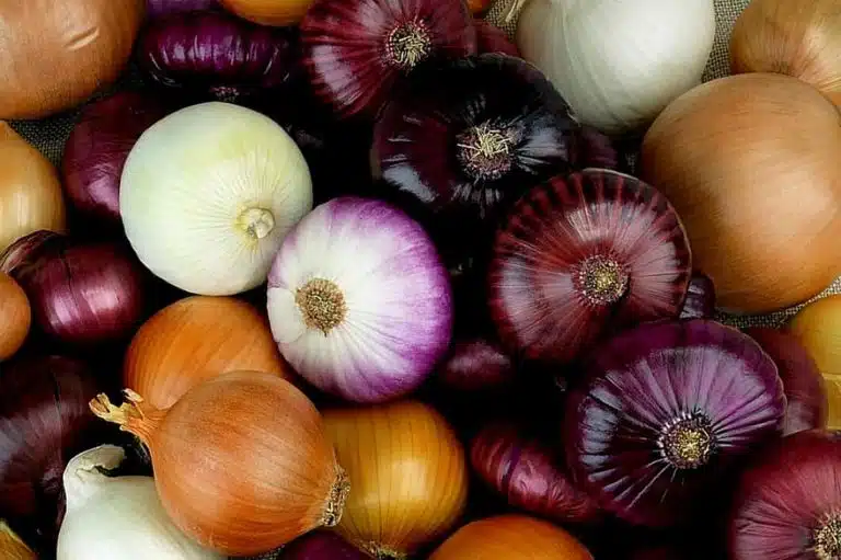 oignons