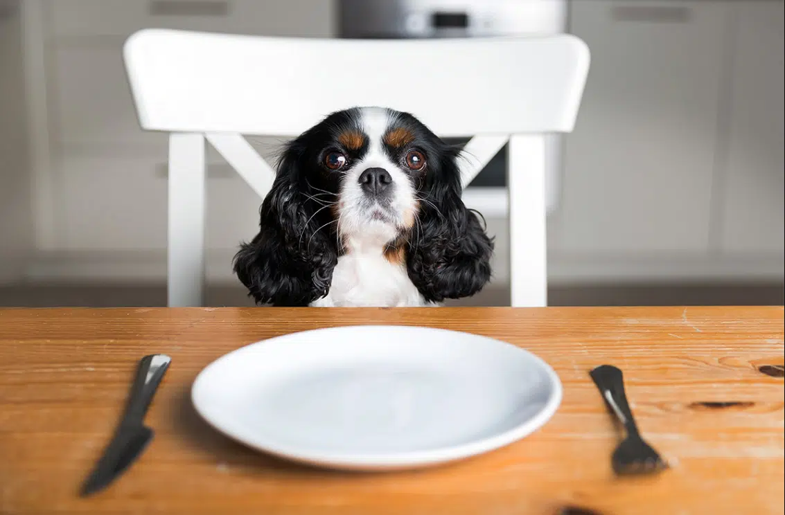 chien restes de table assiette &agrave; table