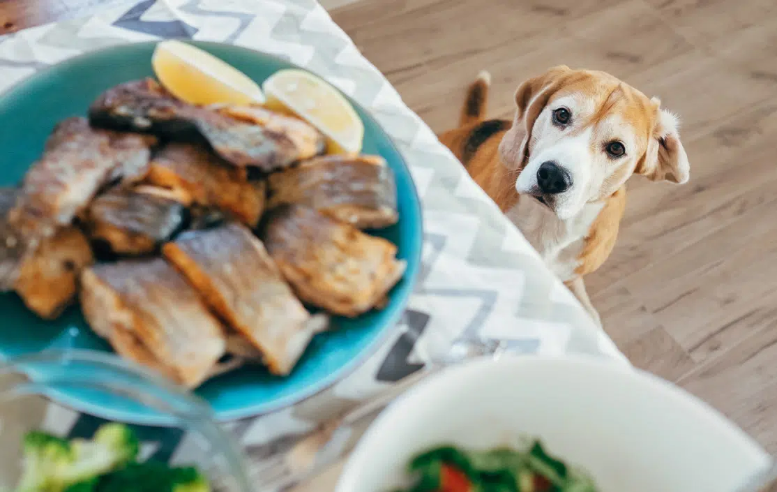 chien restes de table assiette qu&eacute;mande