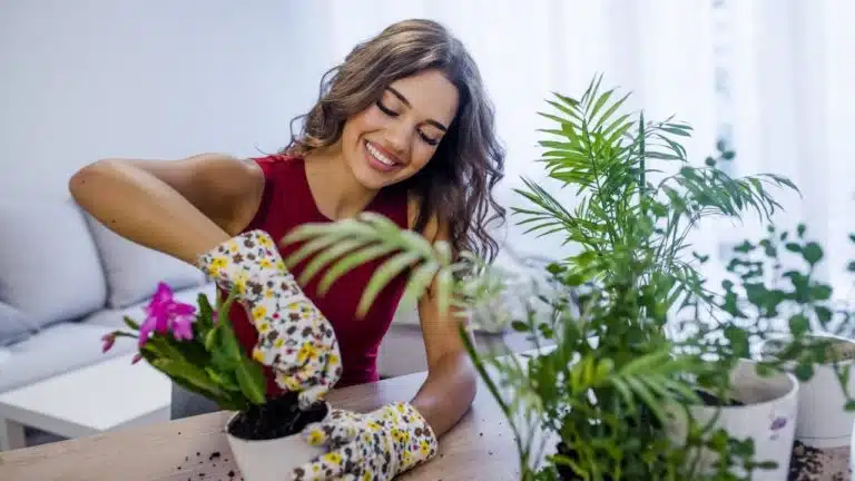 plantes
