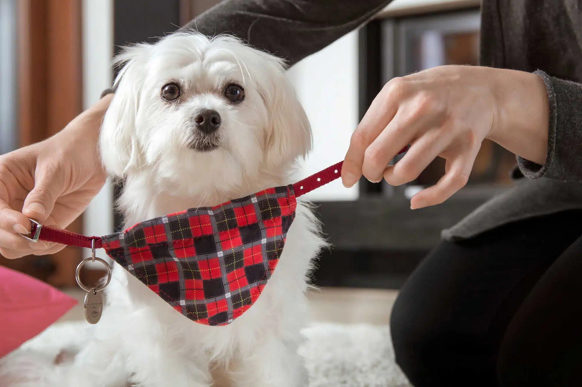 chien foulard contre les puces