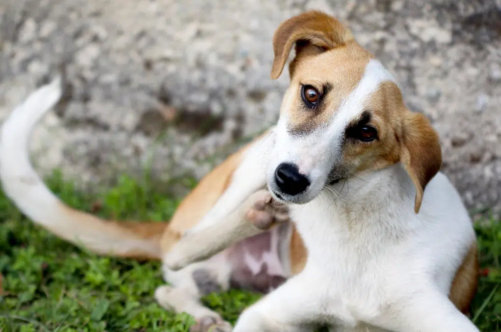 puces chien se gratte