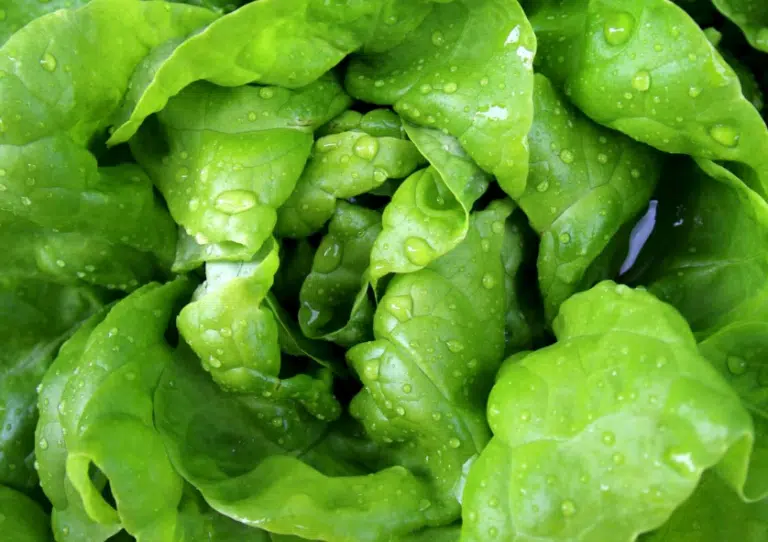 feuilles de salade