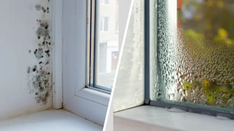 humidit&eacute; moisissures condensation d&eacute;shumidificateur d'air