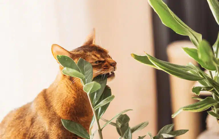 Chat domestique grignote une plante verte plantes toxiques animaux