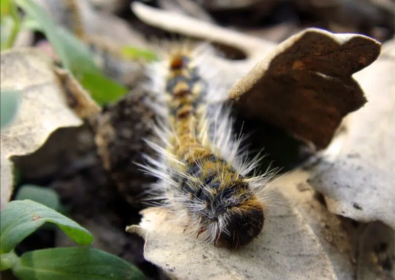 chenille processionnaire