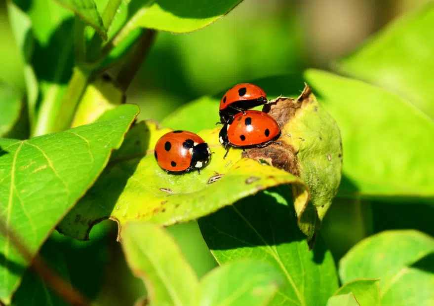 coccinelles jardin