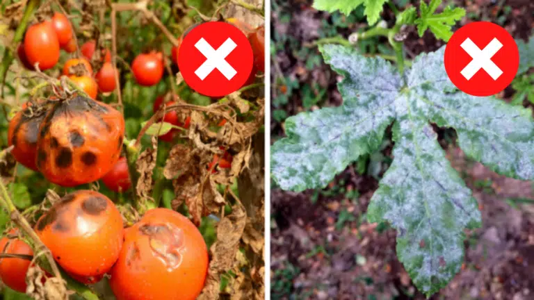 maladies du potager
