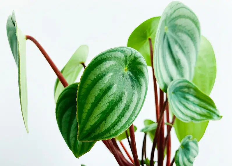 P&eacute;p&eacute;romia d'argent (Peperomia argyreia) plantes non toxiques animaux