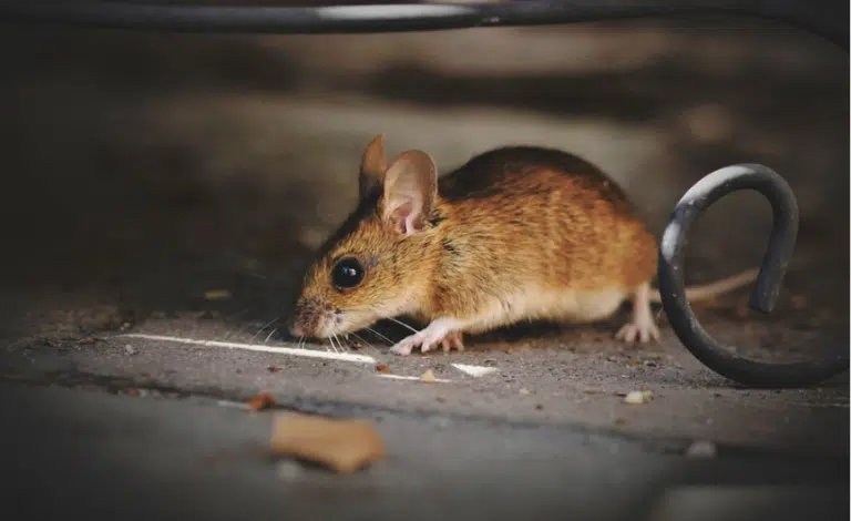 souris