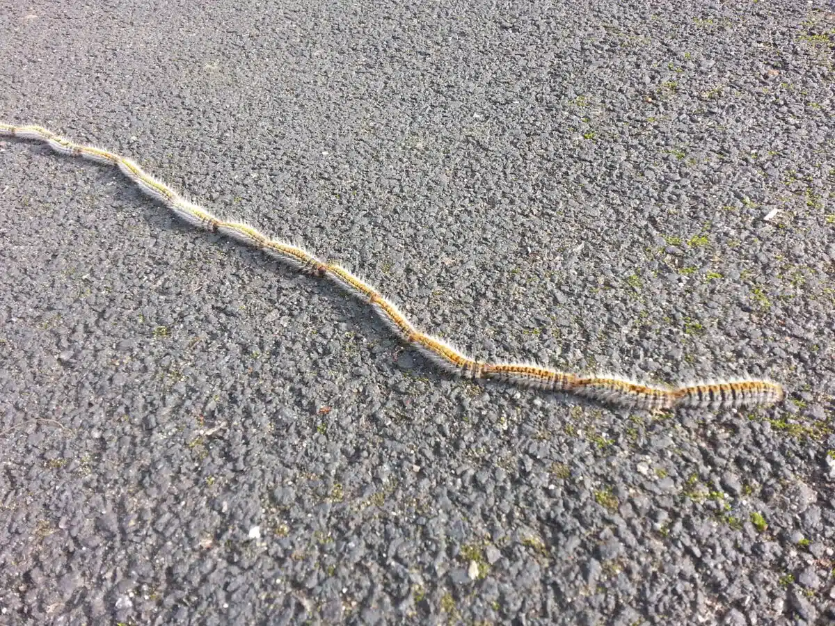 techniques pour se d&eacute;barrasser des chenilles processionnaires