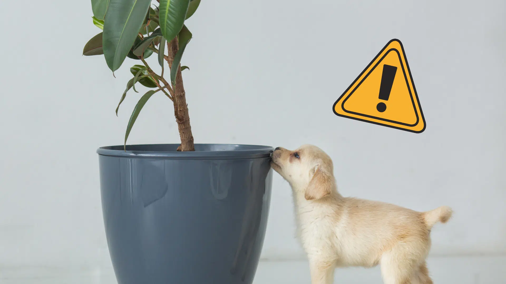 chien plantes toxiques animaux