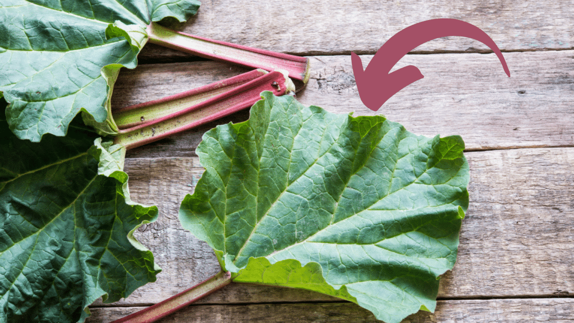 6 utilisations feuilles de rhubarbe que tout le monde devrait connaître