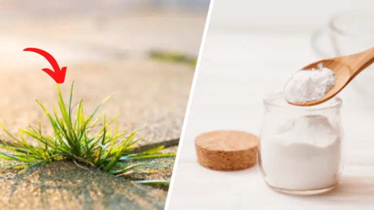 bicarbonate-d&eacute;sherbant-naturel-d&eacute;sherber