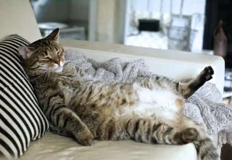 gros chat surpoids