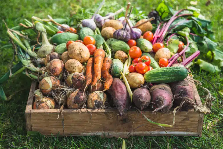 l&eacute;gumes faciles du potager