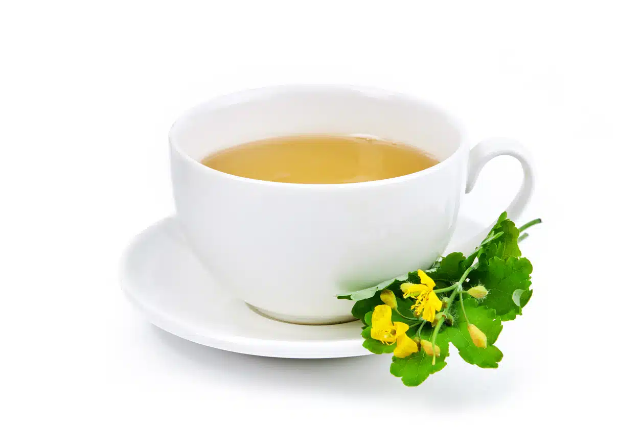 tisane ch&eacute;lidoine c&eacute;landine