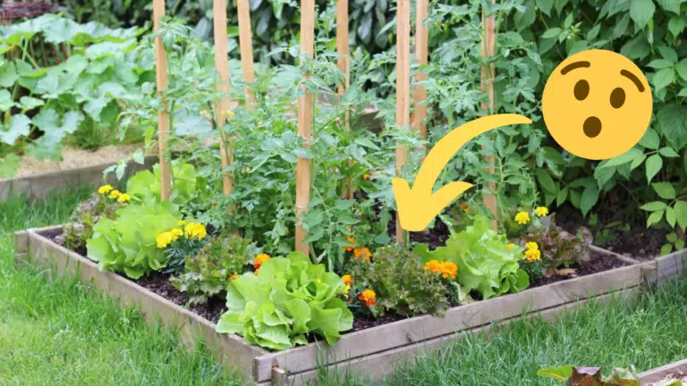 fleurs potager