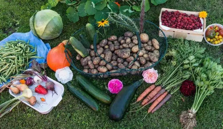 l&eacute;gumes du jardin potager
