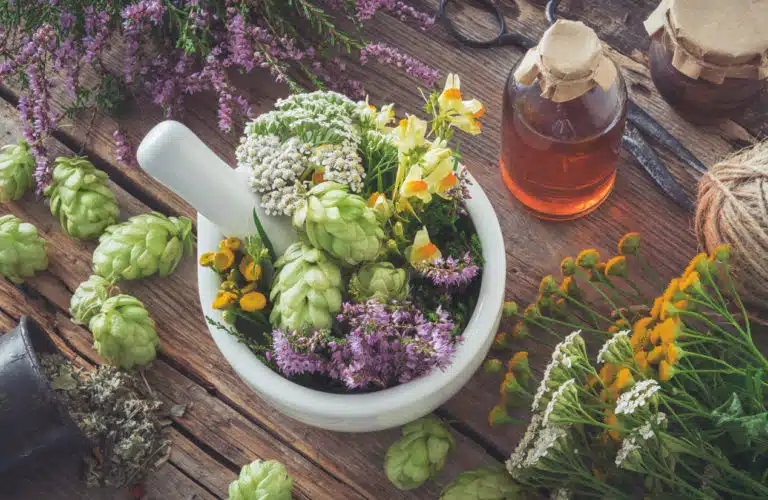 plantes m&eacute;dicinales sant&eacute;