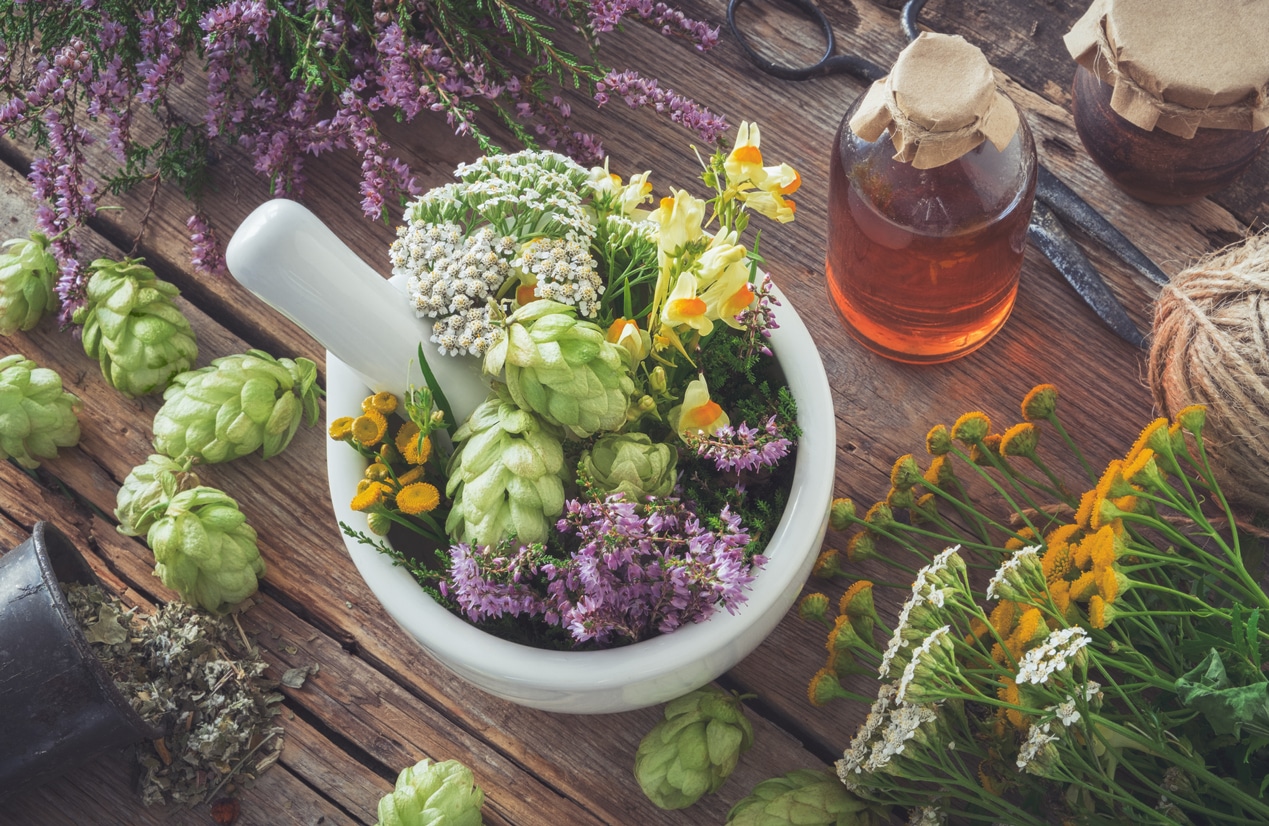 plantes m&eacute;dicinales sant&eacute;