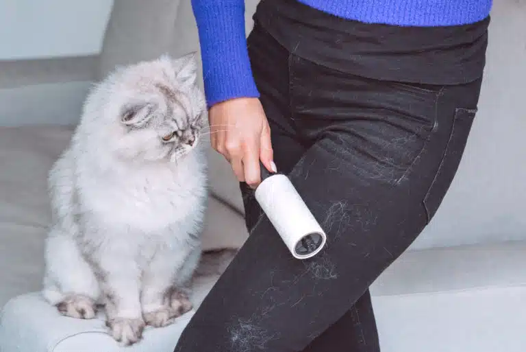 poils de chat sur les v&ecirc;tements
