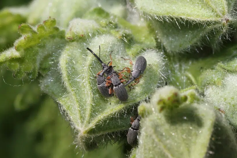 charan&ccedil;ons jardin