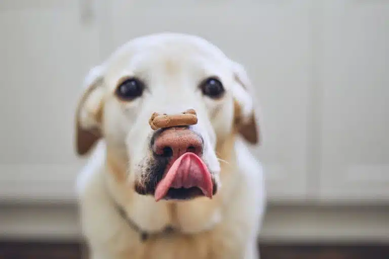 chien friandise gourmandise r&eacute;compense sur le museau