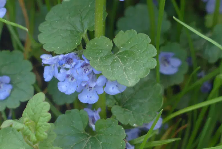 lierre terrestre Glechoma hederacea