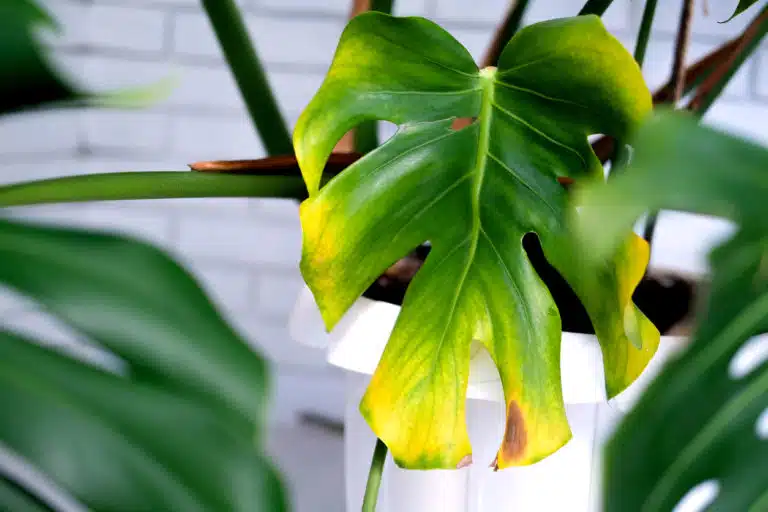 plante feuilles jaunes fl&eacute;tries jaunissement du feuillage