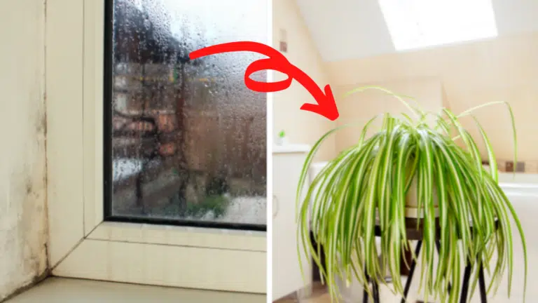 plantes-humidit&eacute;-maison-salle-de-bain-cuisine