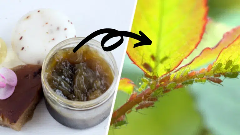 savon noir au jardin pucerons