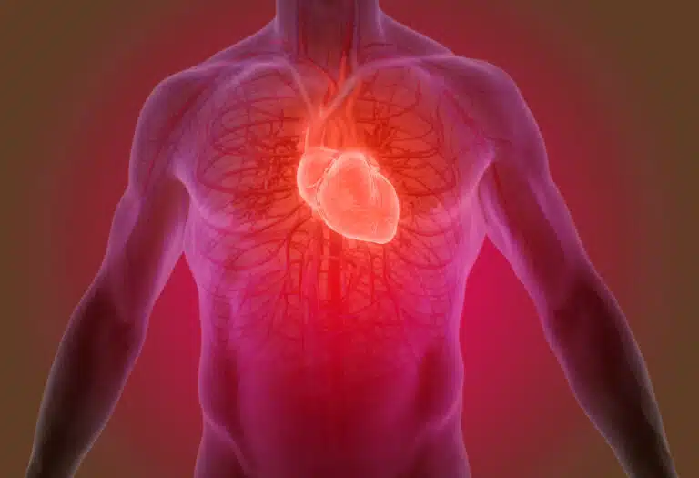 coeur sant&eacute; cardiaque maladies cardiovasculaires