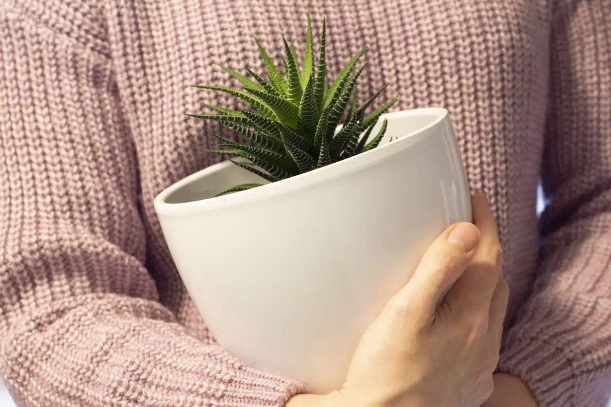 plantes d&eacute;m&eacute;nagement d&eacute;m&eacute;nager