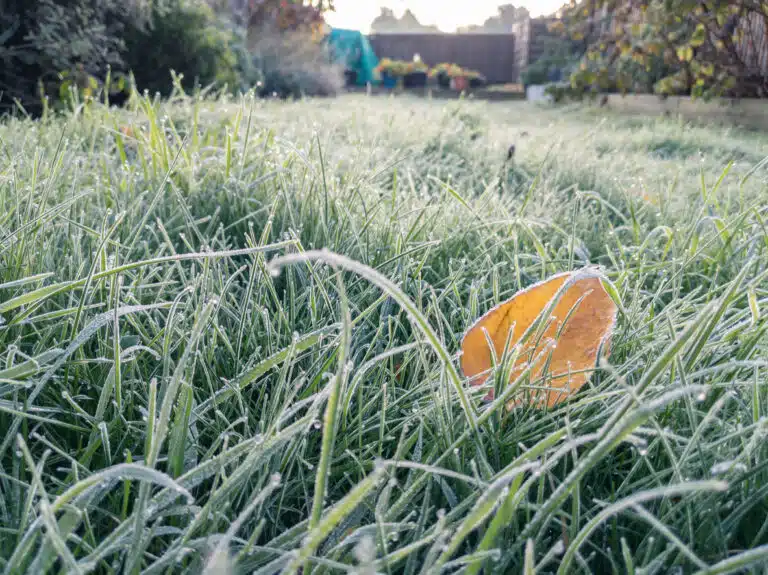 jardin hiver froid gelée tardive gel tardif début printemps