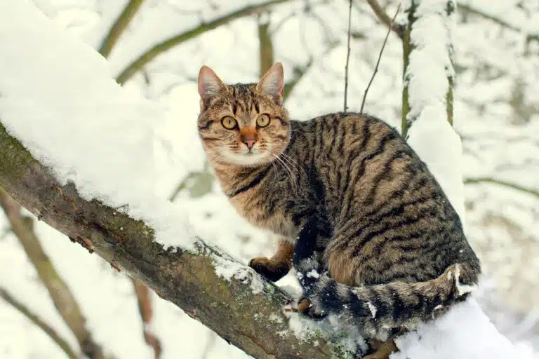 chat neige hiver froid