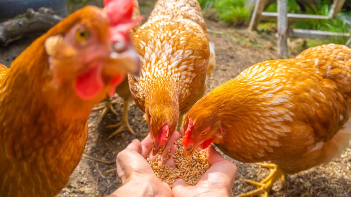 4 astuces pour chasser les taupes de son jardin - Astuces de grand mère