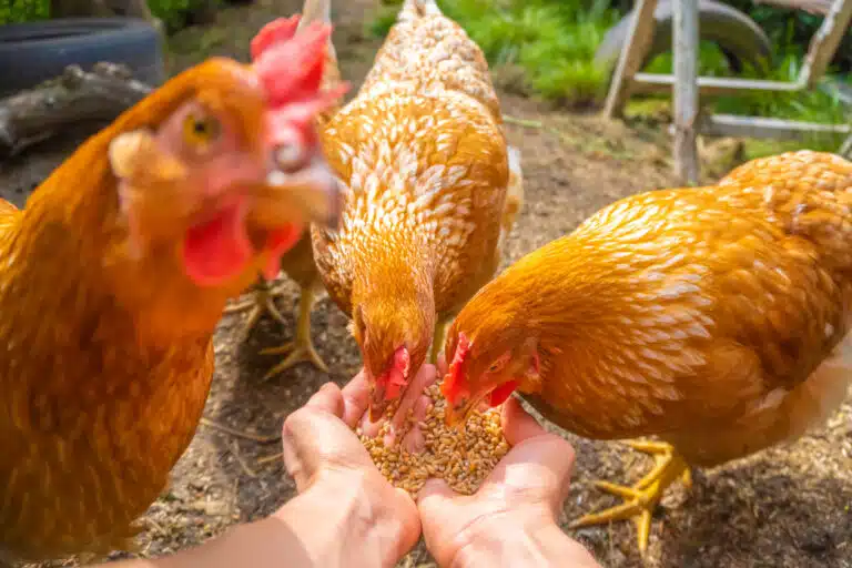 poules pondeuses