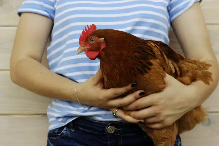 poulet poule
