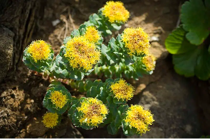 rhodiole rhodiola rosea
