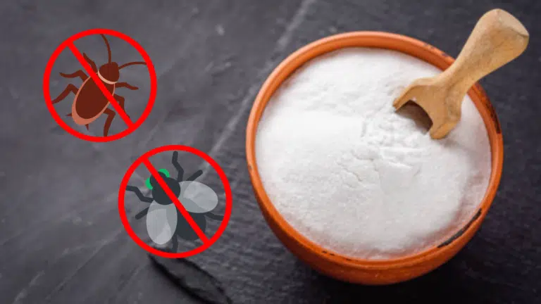 bicarbonate contre insectes nuisibles