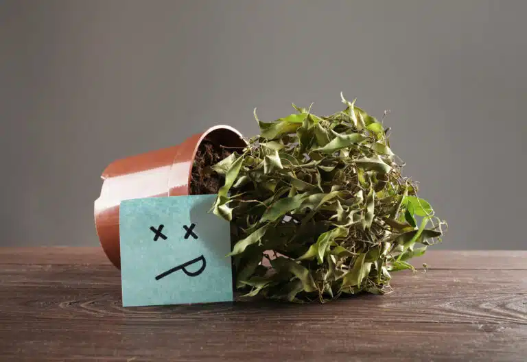 plante morte plantes en pot