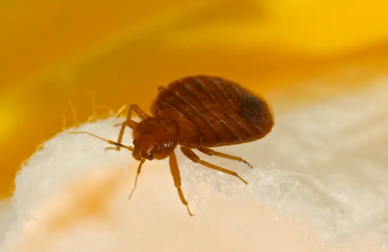 punaise de lit infestation de punaises