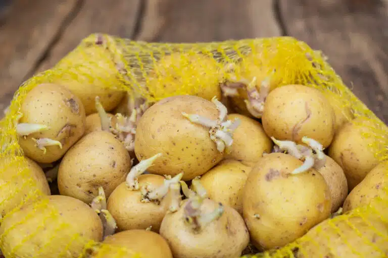 pommes de terre en train de germer germes