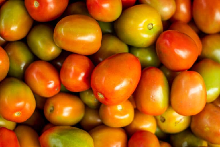 tomates pas mures vertes