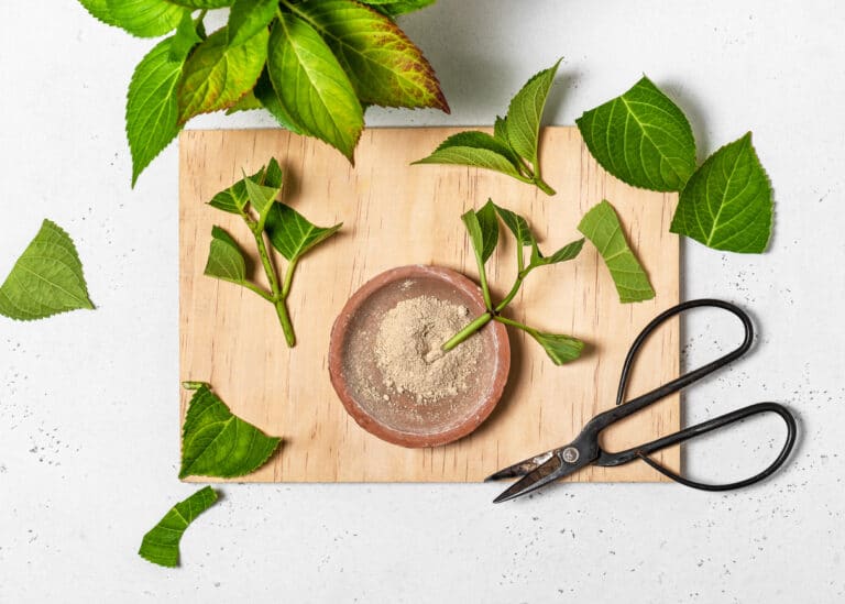 hormone de bouturage maison naturelle