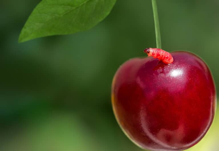 cerise avec un ver vers dans les cerises