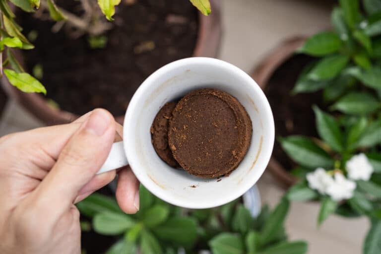 marc de caf&eacute; plantes jardin
